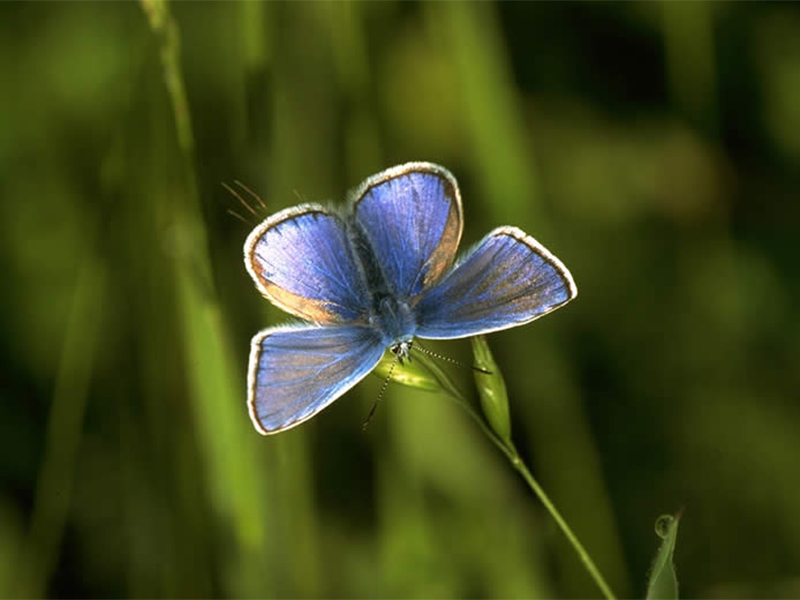 Azure ©© Couleurs Sauvages