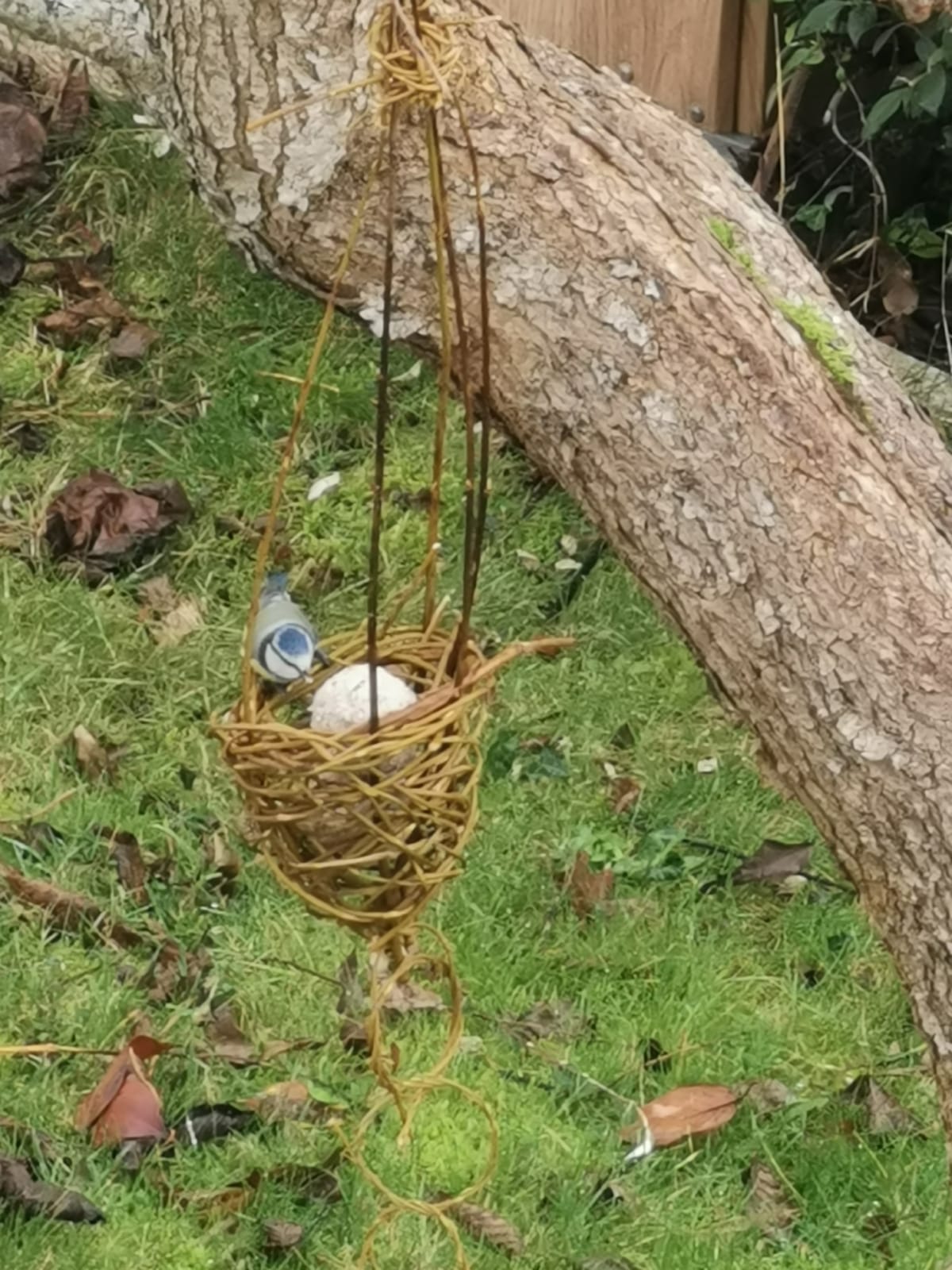 WhatsApp Image 2025-11-28 at 16.52.43 ©couleurs sauvages