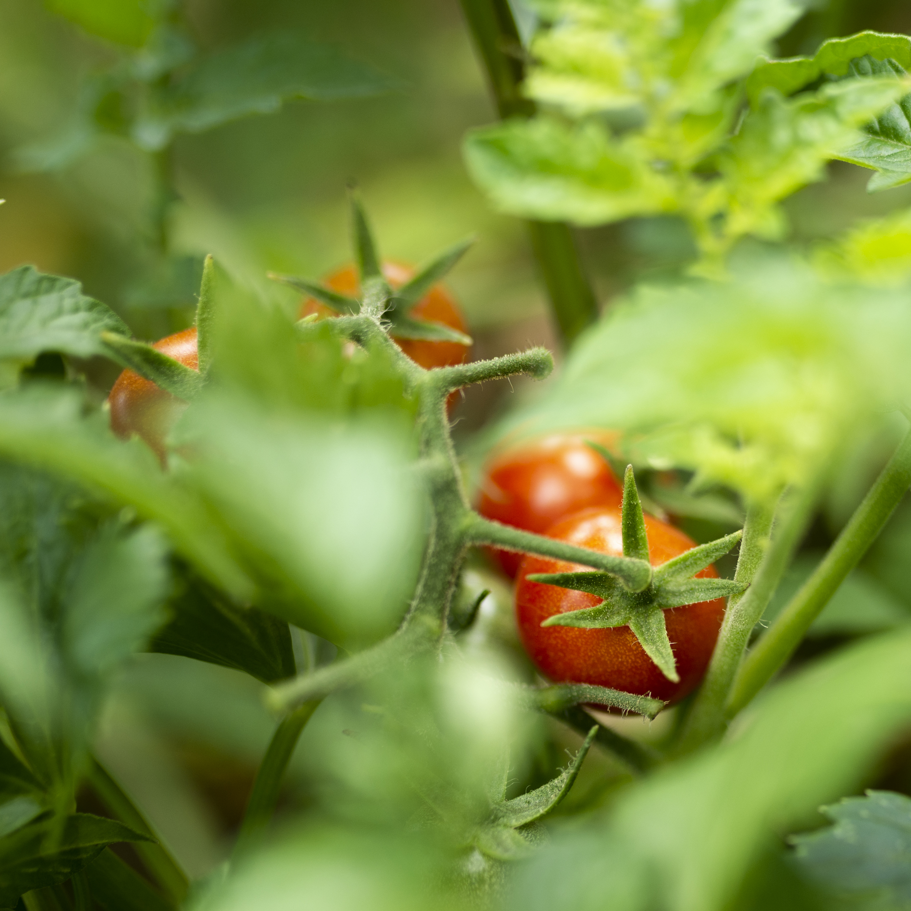 yummy-tomatoes-hidden-green-leaves - © Freepik